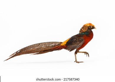 Golden Pheasant Drawing Chrysolophus Pictus: Stockillustration