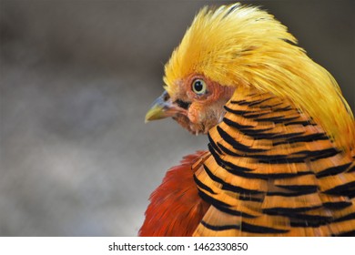 Golden Pheasant Scientific Name Chrysolophus Pictus Stock Photo ...