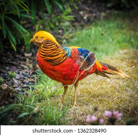 Golden Pheasant Tresco Abbey Gardens
