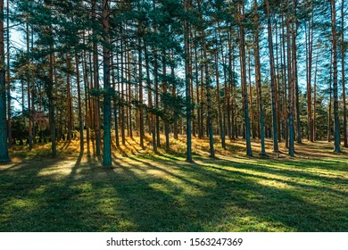 Golden Pine Treeline Back Lit With Sunlight In Autumn Afternoon