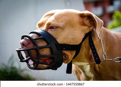 Golden Pitbull with black muzzle - Shutterstock ID 1447550867