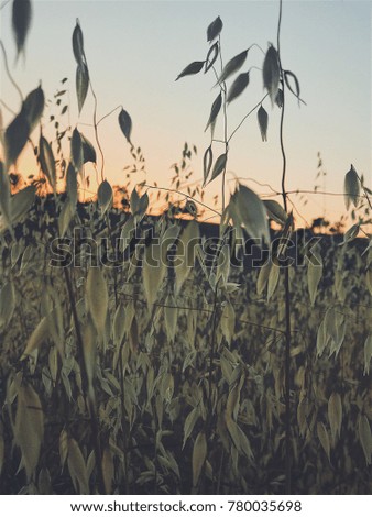 Similar – Uniform autumnal sunflowers point towards the village