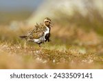 Golden Plover - Pluvialis apricaria wading bird in Norwegian tundra, fluttering feathers in the strong wind, similar to American and Pacific golden plover, Pluvialis dominica and fulva.
