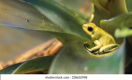 Golden Poison Dart Frog 