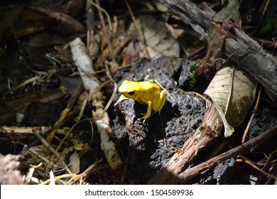 Golden Poison Dart Frog Macro