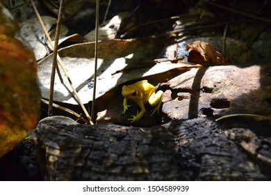 Golden Poison Dart Frog Macro