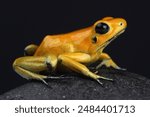 A Golden Poison Dart Frog on a rock
