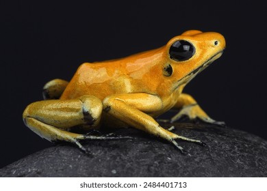 A Golden Poison Dart Frog on a rock
