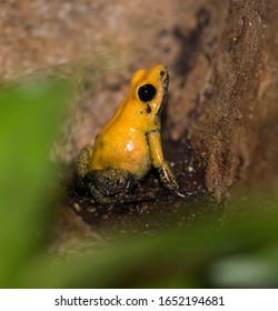 The Golden Poison Dart Frog (Phyllobates Terribilis)