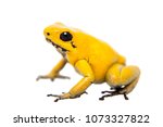 The golden poison frog