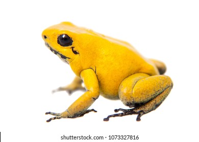 The Golden Poison Frog