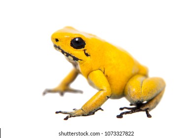 The Golden Poison Frog