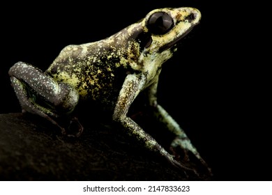 Golden Poison Frog (Phyllobates Terribilis)