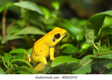 Golden Poison Frog (Phyllobates Terribilis)