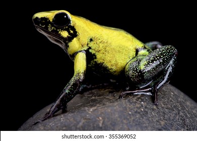  Golden Poison Frog (Phyllobates Terribilis)