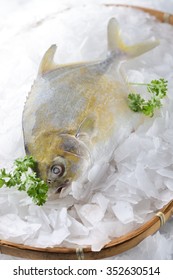 Golden Pompano