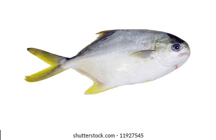 Golden pompano fish, isolated on white background