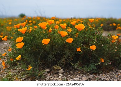 Golden Poppies Close Up. California State Flower In Bloom In The Early Spring Season