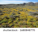 Golden poppies in Franklin Mountains State Park