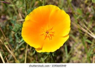 Golden Poppy, The California State Flower.