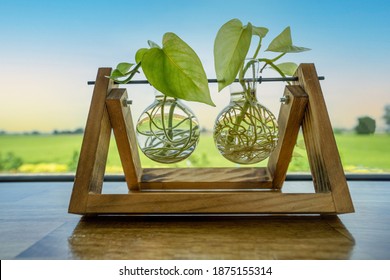 Golden Pothos Or Devil's Ivy In Glass Tube Hanging On Wooden Stand As An Ornamental Plant For Home Decoration