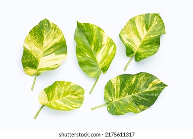 Golden pothos or devil's ivy leaves on white background.