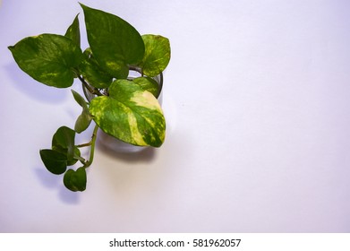 Golden pothos or devil's ivy plant inside small water pot on white table
