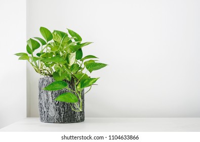 Golden Pothos Or Epipremnum Aureum On White Table In The Living Room Home And Garden