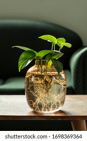 Golden Pothos Epipremnum Aureum Roots  In Glass Pot With Water On The Table With Green Sofa In Back Ground