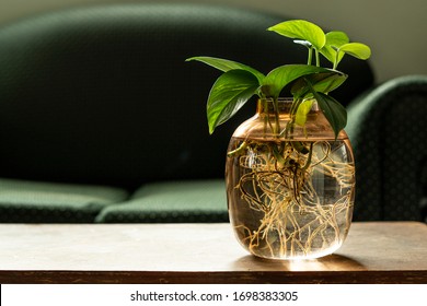 Golden Pothos Epipremnum Aureum Roots  In Glass Pot With Water On The Table With Green Sofa In Back Ground