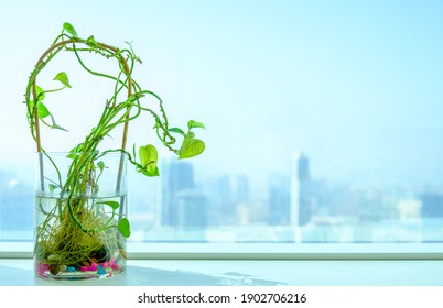 Golden Pothos Or Epipremnum Aureum With Water And Blue, Pink, White Rocks In The Glass Pot On The White Table With Blurred City Scape Background