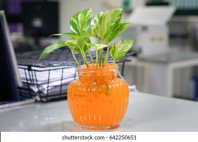 Golden Pothos In Glass Jar