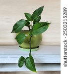 Golden Pothos in green pot on a shelf. Epipremnum aureum, houseplant, golden pothos, vining plant with heart-shaped leaves plant in pot