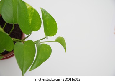 Golden Pothos Also Known As Devil's Ivy Isolated On White Background