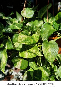 Golden Pothos Money Plant In Hanging Pot With Dark Background