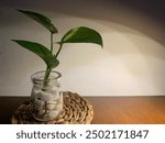 Golden Pothos plant in a glass vase filled with water and decorative stones on the table