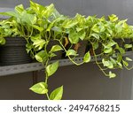 The Golden Pothos, scientifically known as Epipremnum aureum 