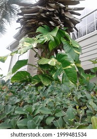 Golden Pothos Vine Growing Up Palm Tree