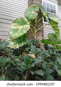 Golden Pothos Vine Growing Up Palm Tree