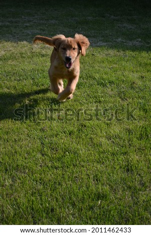 Similar – Small, blond Labrador puppy runs clumsily across the lawn, his floppy ears flying up