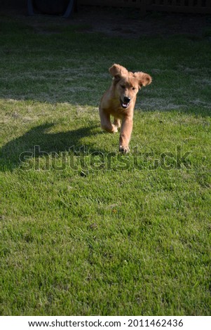 Similar – Small, blond Labrador puppy runs clumsily across the lawn, his floppy ears flying up