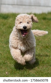 Golden Puppy Running Towards Camera