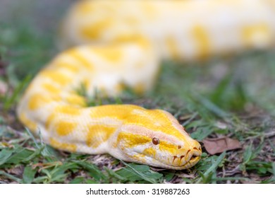 Golden Python, Giant Snake Ramble On Grass With Close Up Shot And Focus On The Eye