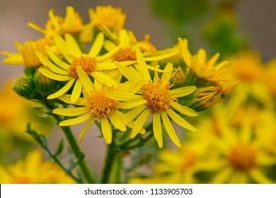 Golden Ragwort Flowers