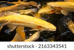 Golden rainbow trouts (Oncorhynchus mykiss) from above water in a fish farm