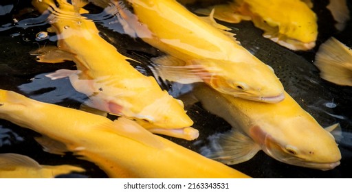 Golden Rainbow Trouts (Oncorhynchus Mykiss) From Above Water In A Fish Farm