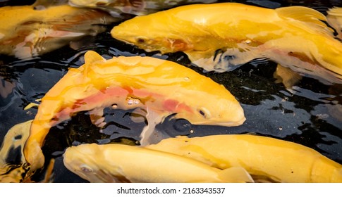 Golden Rainbow Trouts (Oncorhynchus Mykiss) From Above Water In A Fish Farm