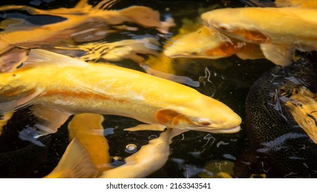 Golden Rainbow Trouts (Oncorhynchus Mykiss) From Above Water In A Fish Farm