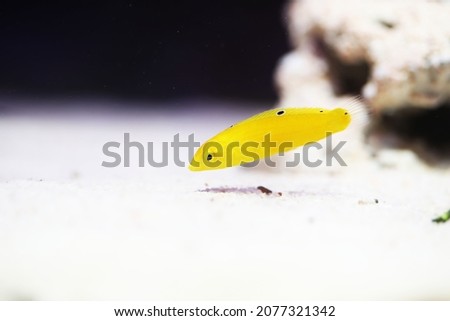 Golden rainbowfish or canary Wrasse (Halichoeres chrysus)