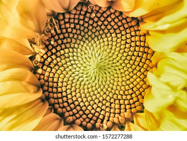 Golden Ratio In A Sunflower